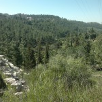 My Walk through the Jerusalem Forest