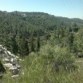 My Walk through the Jerusalem Forest