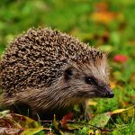 My Teenage Son and the Hedgehog