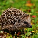 My Teenage Son and the Hedgehog