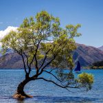 Like a Tree by Water
