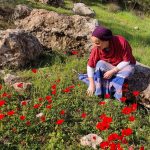 My Morning Amongst the Popping Poppies