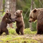 Mama Bear :)