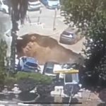 The Week of Parshat Korach, Dramatic Footage of Ground Opening Up in Jerusalem