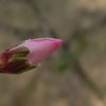 In the Dead of Winter: Spring!