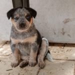 Meet our New Puppy, Emma Chofesh