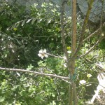 Our 1st Weisberg Almond Blossom