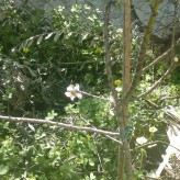 Our 1st Weisberg Almond Blossom