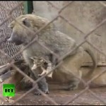 Baboon in Israeli Zoo Adopts Kitten (1-Minute Touching Video)