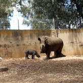 Baby Rhino Born at Ramat Gan Safari (1-Minute Adorable Video)