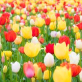Learning from Flowers