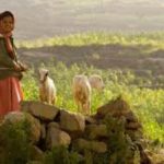 The 5-Year-Old Cowherd
