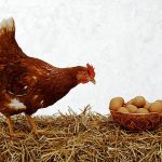 Parenting Advice from a Chicken by Rabbi YY Jacobson