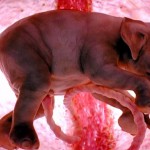 Animals in the Womb (3 Cool Photos)