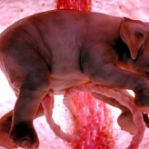 Animals in the Womb (3 Cool Photos)