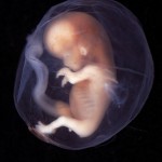 The Miracle of Conception (10-Minute Video)
