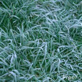 A Frosted-Over Thank You