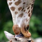 First Kiss