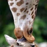 First Kiss