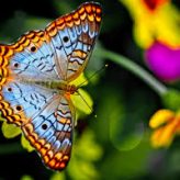 The Butterfly in the Mirror