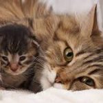 4 Kittens Nursing in Our Front Yard (15-Second Cute Video)