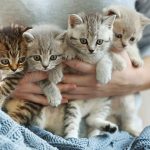 My Sneaky Kittens (1-Minute Inspirational Video)