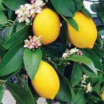 The Sweetest Lemon