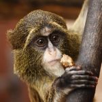 That Time I Was Mugged by a Monkey