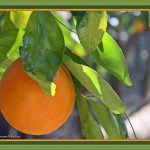 Before you Bite into that Orange...