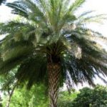 Our Dead Palm Tree