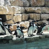 The Angry Penguin Keeper