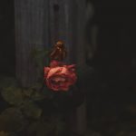 Yosef's Wife Died, and Then He Did Too