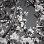 A Blessing for the Trees and YOU! (4-Minute Mommy Peptalk)