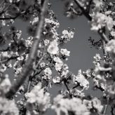 A Blessing for the Trees and YOU! (4-Minute Mommy Peptalk)