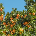 Happy Tu b'Shvat!🍎🍊🍑🍒