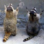 Praying Animals (4 Sweet Photos)