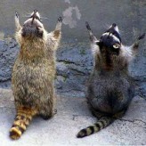 Praying Animals (4 Sweet Photos)