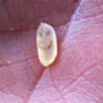 Freak Smiling Rice