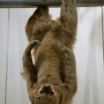 Sloth Miraculously Crosses Street (1-Minute Video)