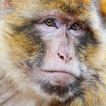 Monkey Business (6-Minute Mommy Peptalk Video)