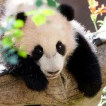 Baby Panda Loves Ball (1-Minute Adorable Video)