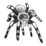 The Tarantula at my Front Door