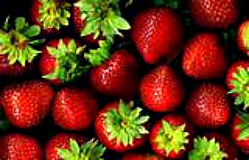 A Song I am Loving: Our Life in Israel is Berries by Hanan ben Ari
