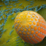 Hidden Miracles of the Natural World (7-Minute TED Talk)